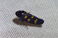 Schildola opaca