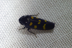 Schildola opaca