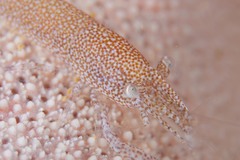 Zenopontonia noverca