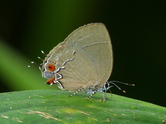 Symbiopsis perulera