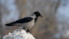 Corvus cornix