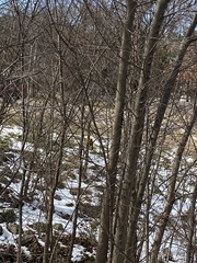 Cardinalis cardinalis