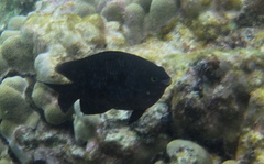 Plectroglyphidodon marginatus