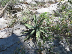 Agave xylonacantha