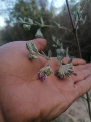 Hyptis tomentosa