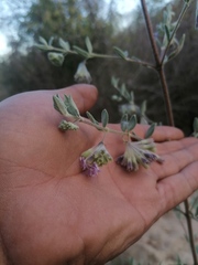 Hyptis tomentosa