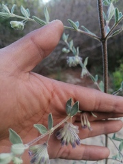 Hyptis tomentosa