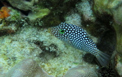 Hawaiian Whitespotted Toby photo 3