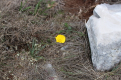 Ranunculus gramineus