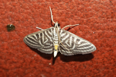 Spilomela pantheralis