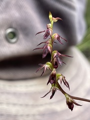 Genoplesium filiforme