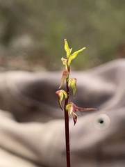 Genoplesium filiforme