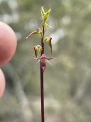 Genoplesium filiforme
