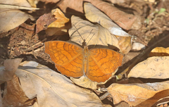 Ariadne specularia