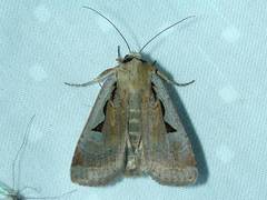 Parabagrotis insularis