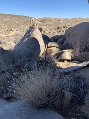 Monardella robisonii