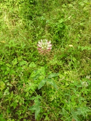 Trifolium vesiculosum