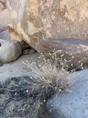 Monardella robisonii