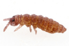 Ceratophysella