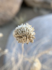 Monardella robisonii