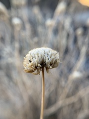 Monardella robisonii