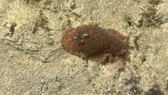 Dendrodoris guttata