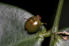 Hemisphaeriinae