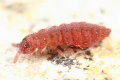 Ceratophysella