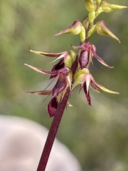 Genoplesium filiforme