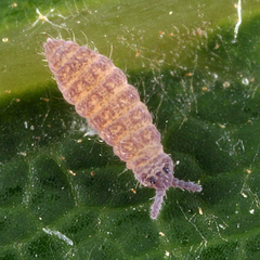 Ceratophysella
