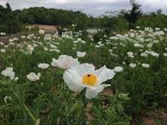 Argemone polyanthemos