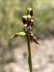 Genoplesium apostasioides
