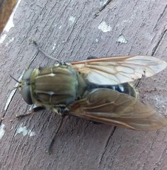 Pelecorhynchus