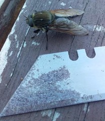 Pelecorhynchus