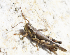 Melanoplus cinereus