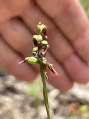 Genoplesium apostasioides