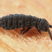 Hypogastrurid Springtails - Photo (c) Tom Murray, some rights reserved (CC BY-NC), uploaded by Tom Murray
