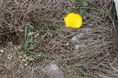 Ranunculus gramineus