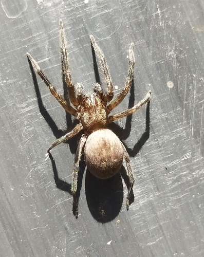 Grey House Spider