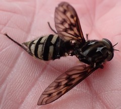 Pelecorhynchus