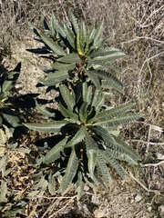 Eriodictyon trichocalyx