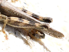 Melanoplus cinereus