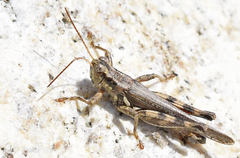 Melanoplus cinereus