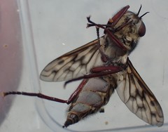 Pelecorhynchus