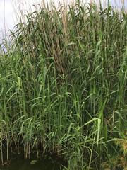 Phragmites australis