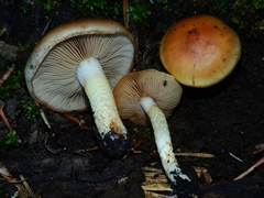 Pholiota brunnescens