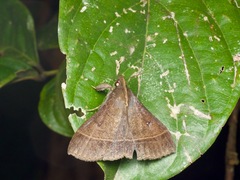 Hypospila