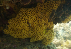 Holopsamma laminaefavosa