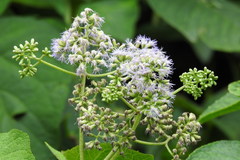 Aristeguietia lamiifolia