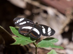 Eresia